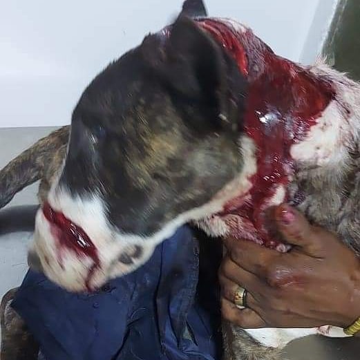 #ImágenesFuertes ⚠️
Todas las ayudas para cubrir sus gastos veterinarios son valiosas , se encuentra en Clinica Veterinaria Dr Arbelaez (barrio El Recuerdo) luchando por su vida ...💔 

Justicia!!!