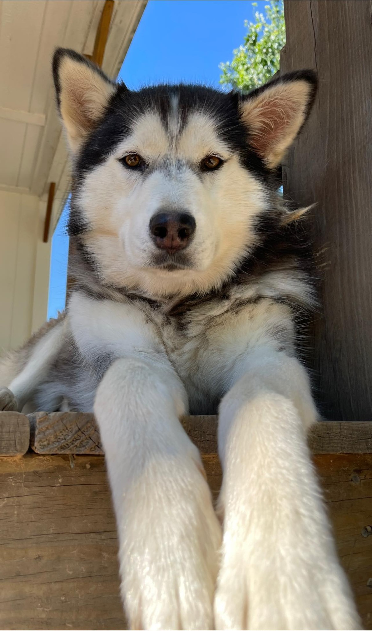 Famous husky 2025