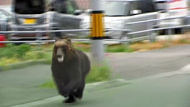 Masaru 昨日の北海道はカオスすぎる 午前3時頃 東区 住宅街にクマ 午前10時頃 北区 全裸マスク男 午前11時頃 白石区 刃物男 時刻不明屋根の上に忍者 午後7時 苫小牧 暴走車 ﾟdﾟ 試される地北海道 北海道 熊 T Co Zamfddjwy0