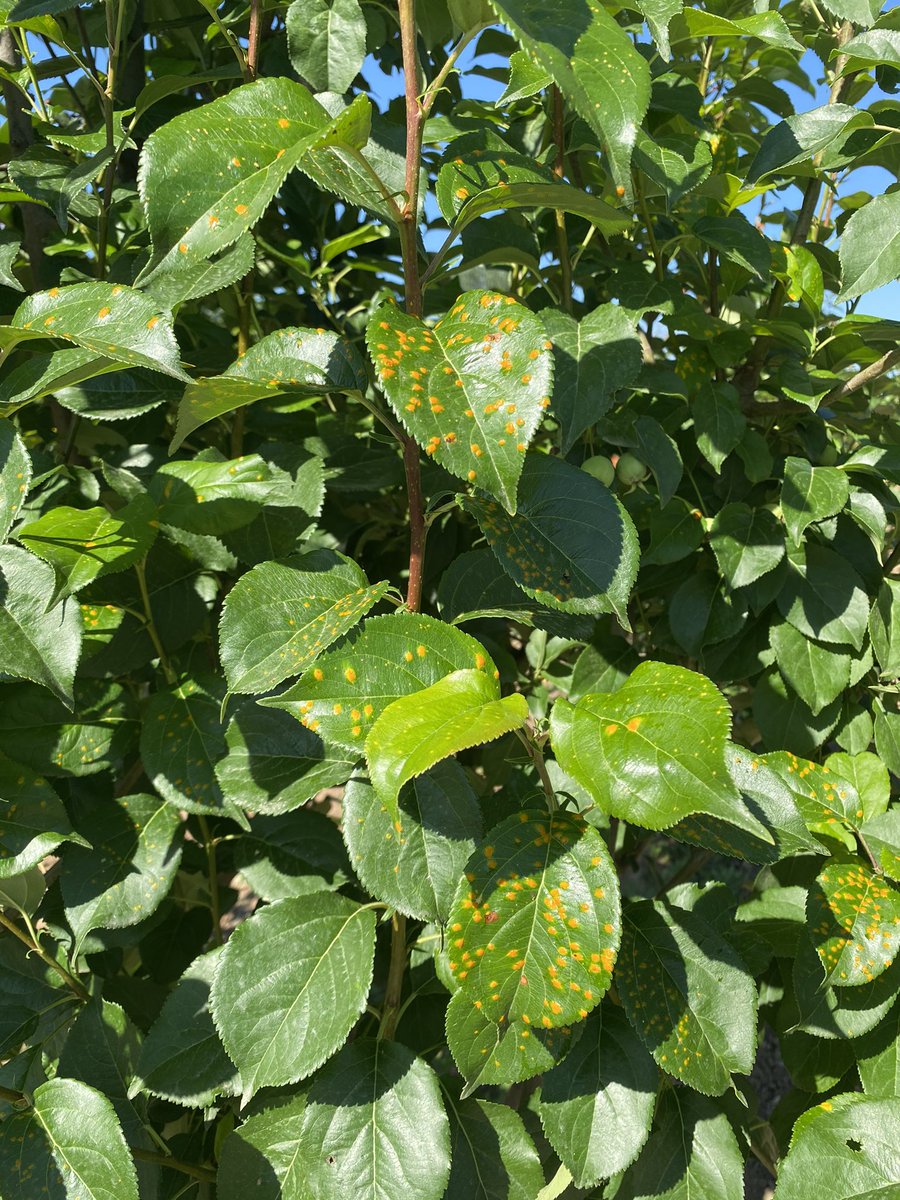 Poor crabapple trees, heavily infected by Gymnosporangium yamadae.