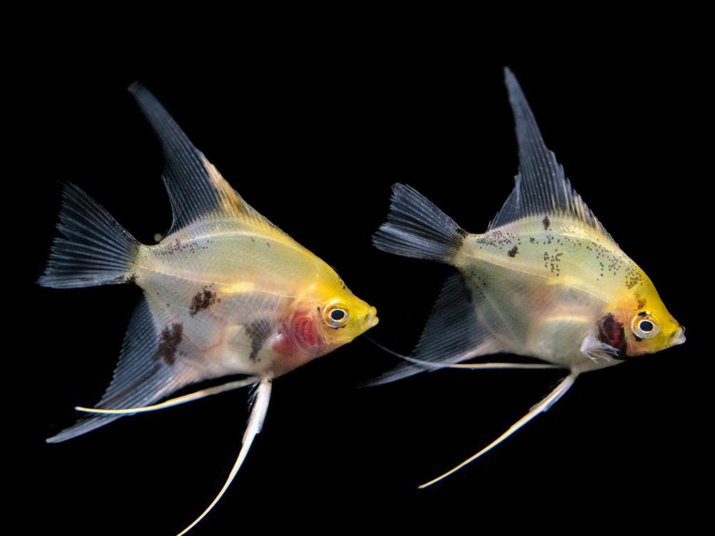 AquaticArts's tweet photo. FRIDAY FEATURED FISH: *Angelfish*
Due to their elegant appearance & behavior, Angelfish are an excellent centerpiece fish for the planted aquarium!
#aquaticarts #aquarium #angelfish #petfish #freshwaterfishtank #aquariumhobby #plantedaquarium #fishfans #fishlovers #plantedtank https://t.co/4vZkfKDwBA