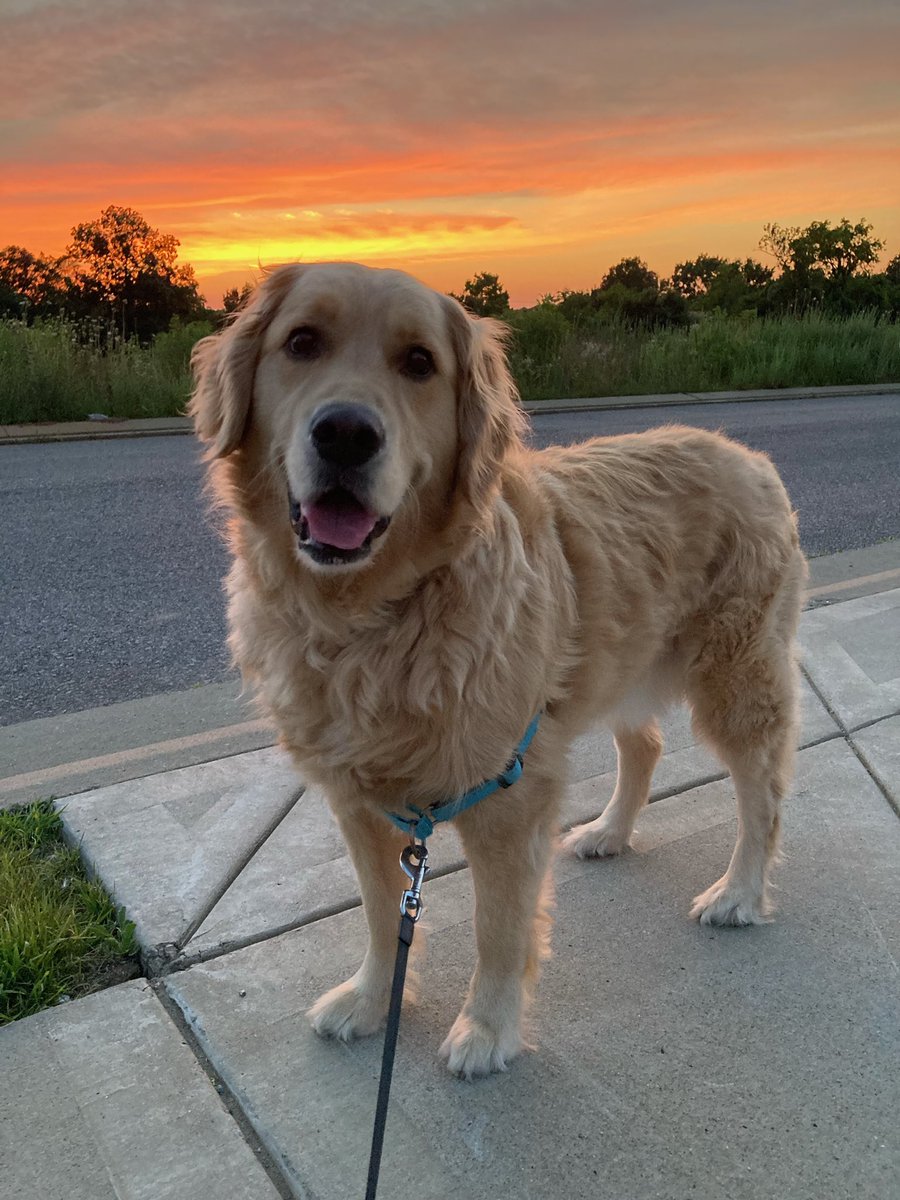 Dan Caldwell (@_dancaldwell) on Twitter photo Hank enjoying this evening’s <a href="/cityofmborotn/">City of Murfreesboro, TN</a> sunset. @WSMVLisaSpencer @wsmvdanthomas <a href="/wsmvweather/">First Alert Weather Team</a> Hank enjoying this evening’s <a href="/cityofmborotn/">City of Murfreesboro, TN</a> sunset. @WSMVLisaSpencer @wsmvdanthomas <a href="/wsmvweather/">First Alert Weather Team</a>