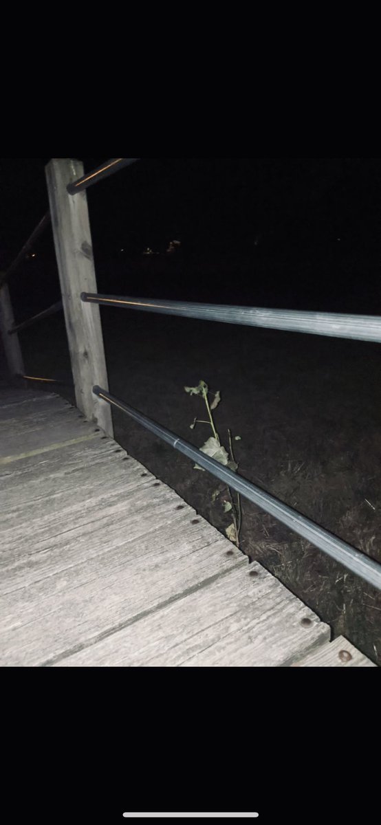 Have you ever ran away from a branch thinking it was a hand? Cause we def have!