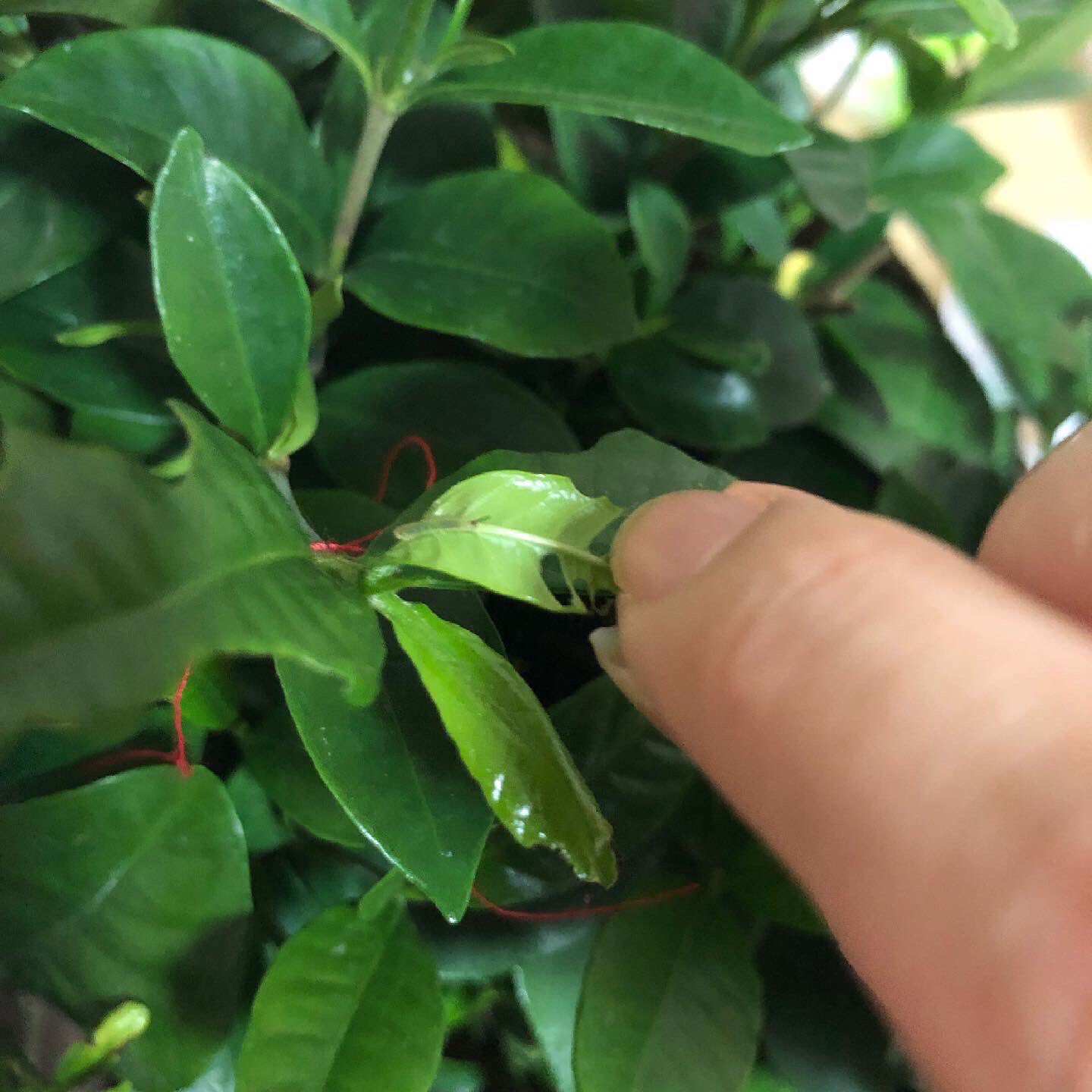 تويتر 片桐セリカ على تويتر 久々 芋虫な話をここで 実は先週土曜日に卵を棒ホームセンターのガーデニアに見付けて購入 今回は名前をつけた はじめ ふたば です 今はもう三齢で それもまた後で上げます 写真 芋虫 幼虫 オオスカシバ
