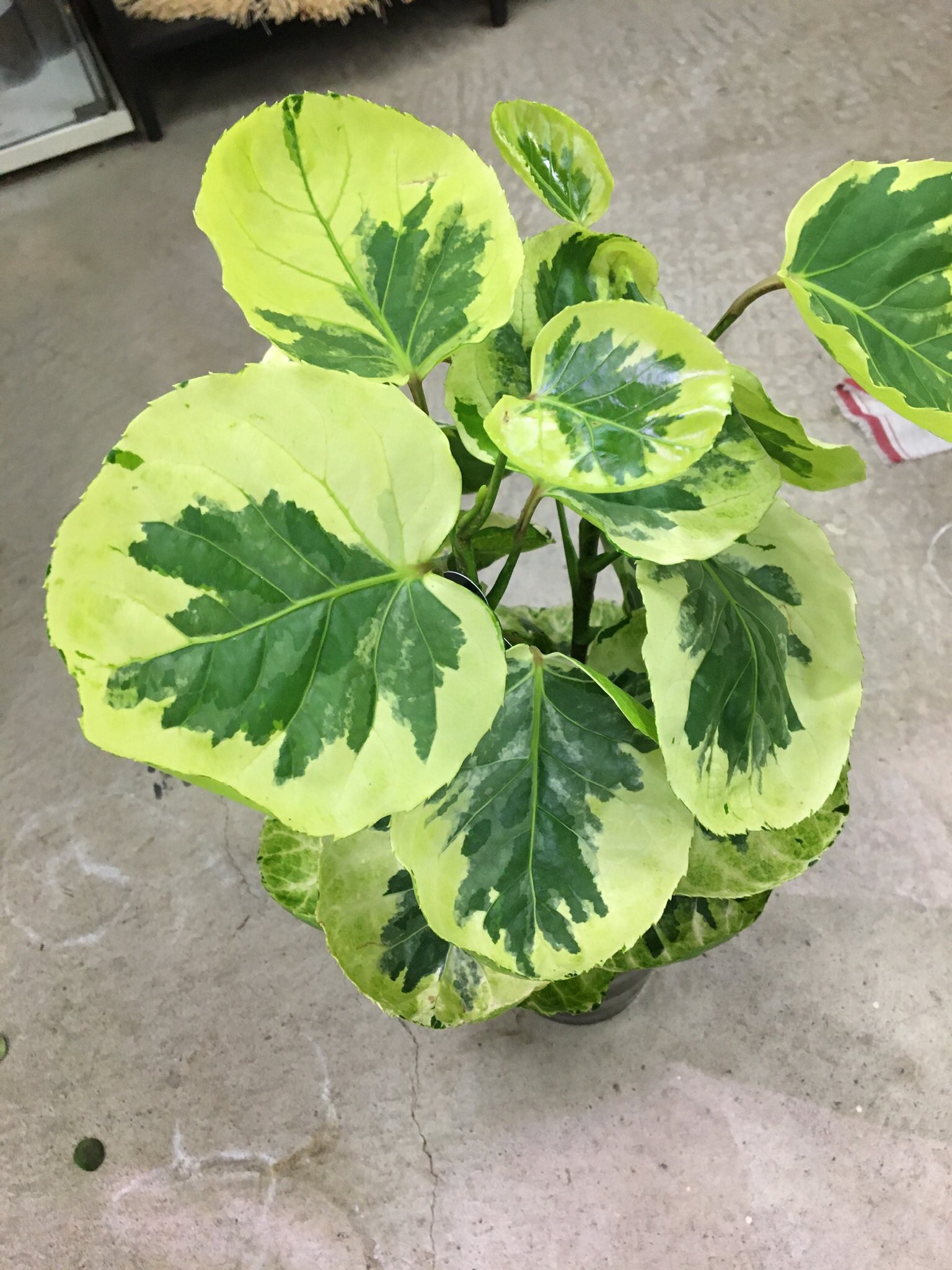 Green Jam 本日6 19も10時より営業しております なかなかに梅雨らしい高湿度でグズついたお天気ですが 観葉植物達にとってはとても良い季節 梅雨気分を一新する爽やかな観葉植物 ポリシャス 新品種 煌 と スマイル が当店初入荷 Greenjam