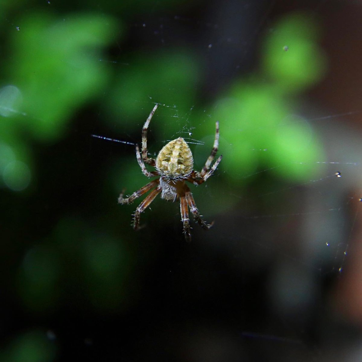 josetelemundo39's tweet photo. #macrophoto @CanonUSApro @CanonUSAimaging @CanonUSA 10-22mm Lens / 80D camera #spider #spiderweb #Texas #backyardtreasures https://t.co/qlosBIjIfJ