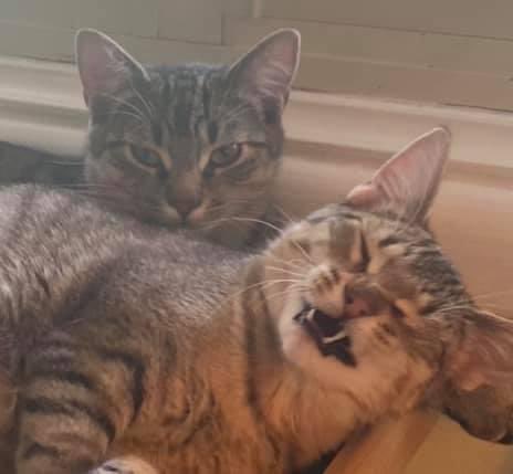 I told the boys to smile. Sully did. Mike wasn’t having any of it. This is their next album cover.