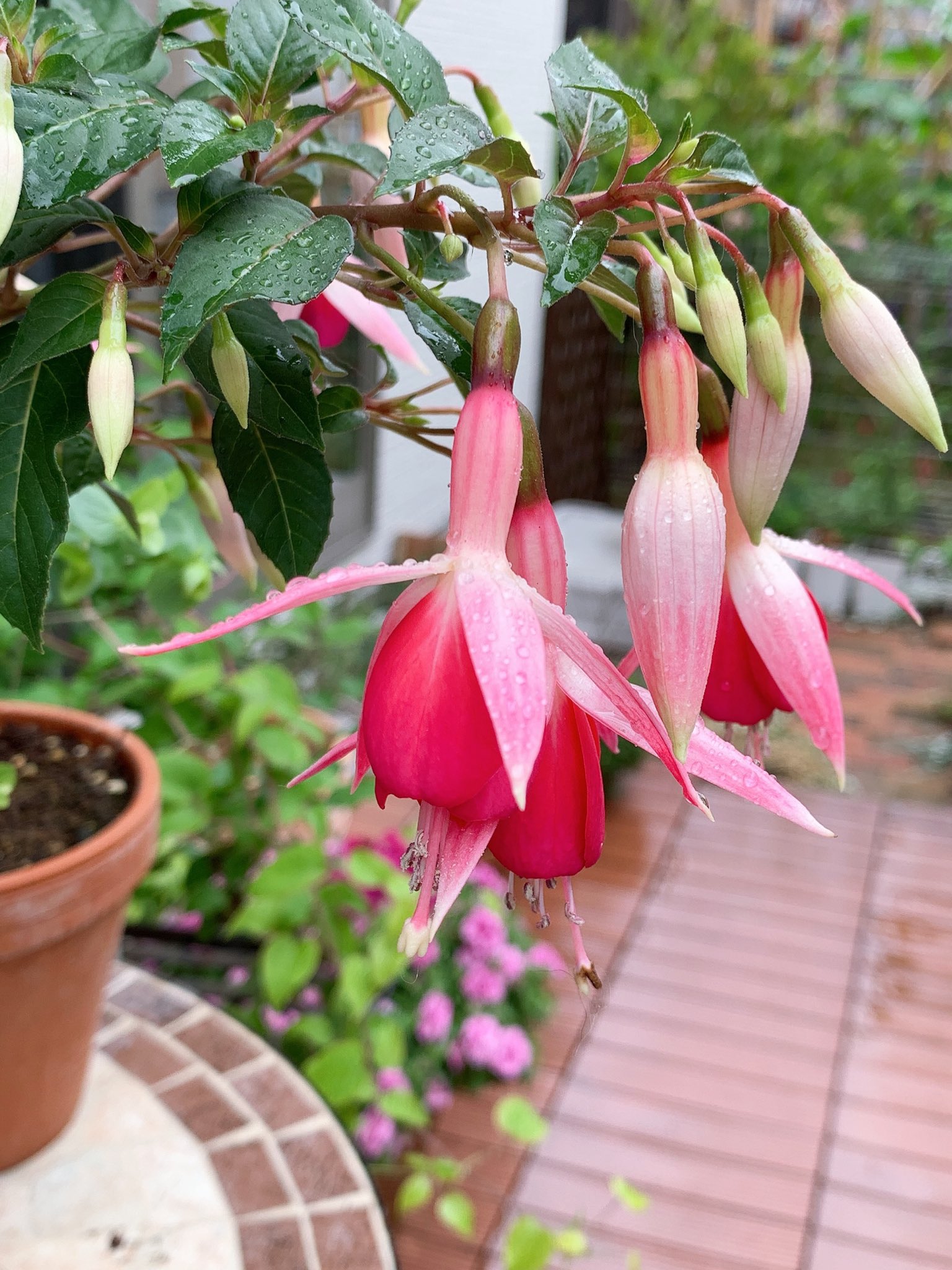 ほっぷ 日向花壇でダメになりかけたカンパニュラが復活し出してよかった ガウラが突然芽吹いた 植えてあるの忘れてたやつ フクシャ カンパニュラ カリフォルニアローズ ガウラ T Co O2gkkz4yvw Twitter