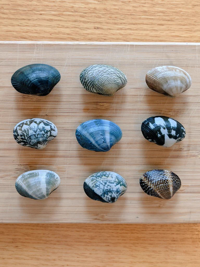 あさりはオシャレ。毎年恒例で 活あさりのジャケ買いしてる。