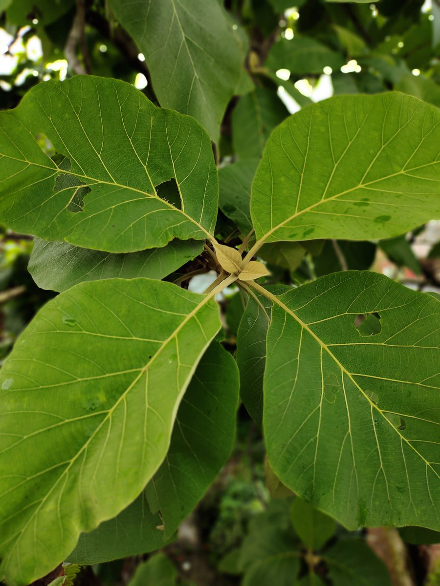 ShafiAibc's tweet image. What is natural