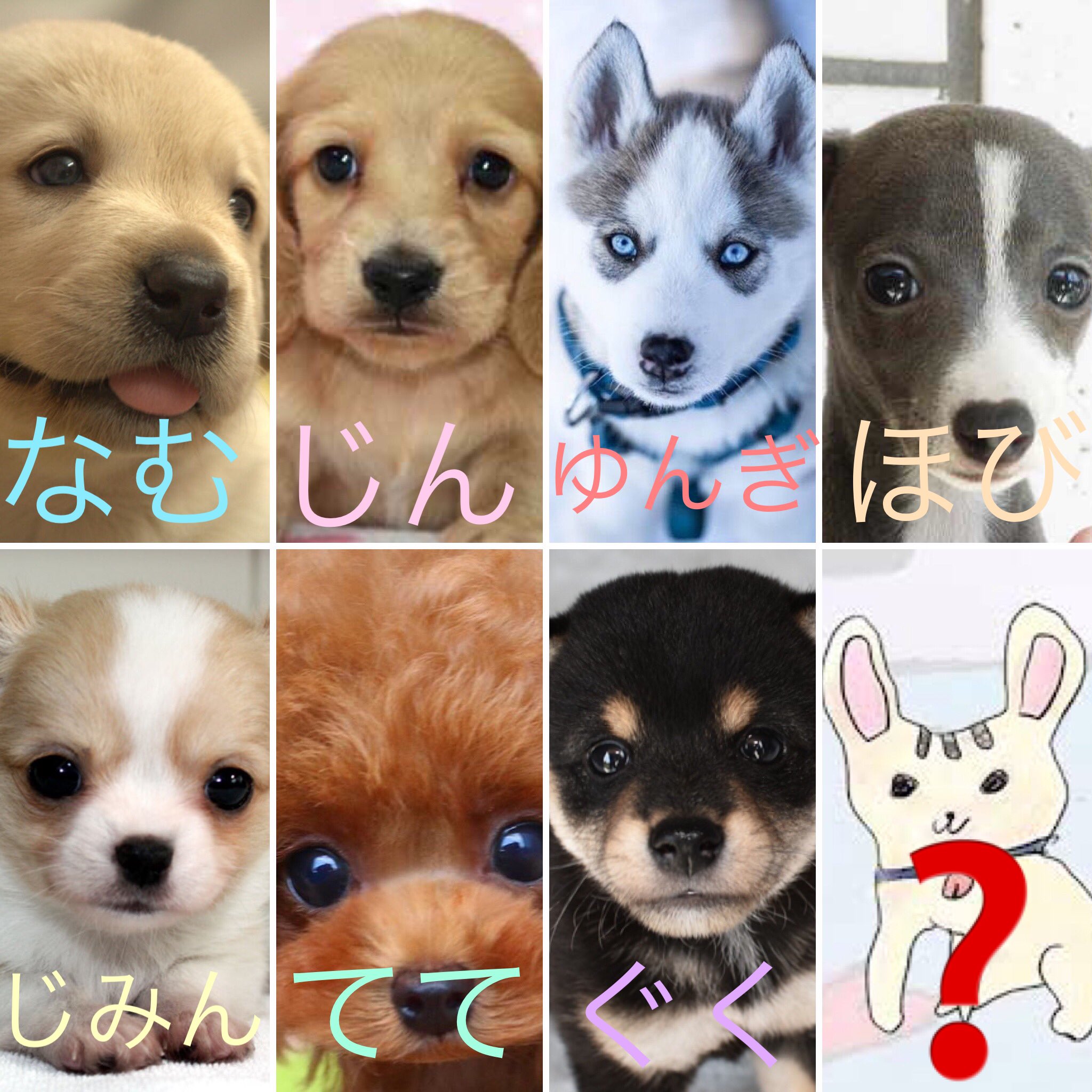 とも バンタン犬 里親募集中 Rm Jin Suga Jhope Jimin V Jungkook Bts どちらかとゆうとバンタンの犬になりt I