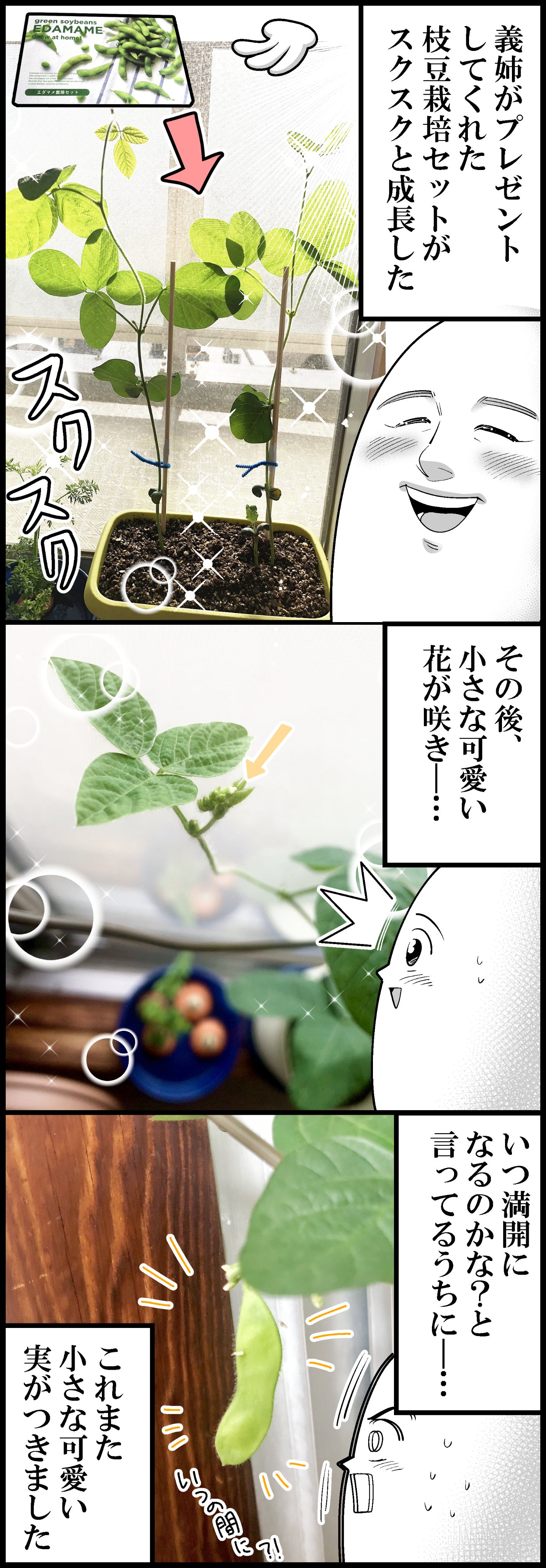 も En Twitter 枝豆収穫したよ 計4枚です T Co Lheoh6arow Twitter