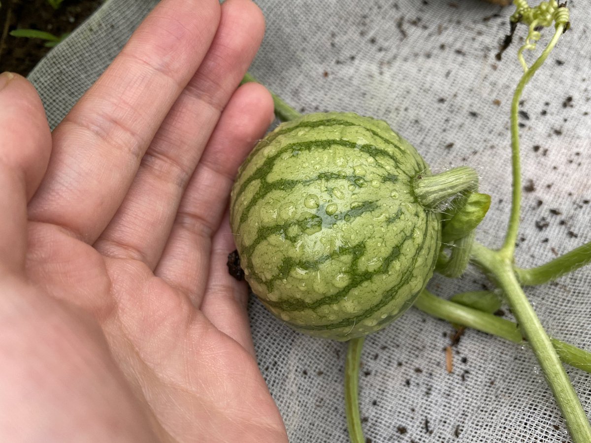 丹精込めて育てたスイカを切ったら食べ頃じゃなく真っ白だった 白いスイカの美味しい食べ方や収穫時期など有識者からアドバイスが届く Togetter