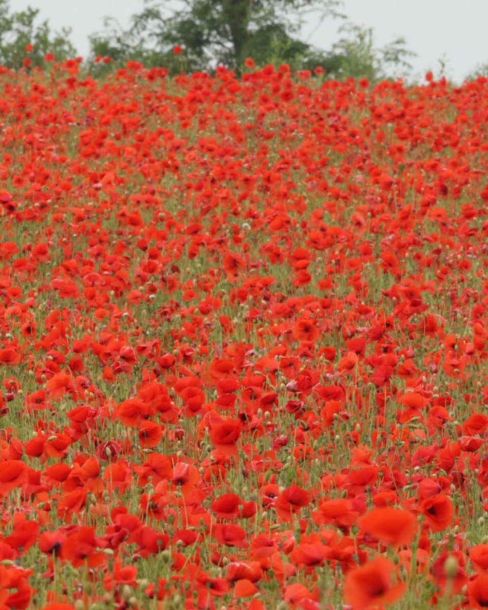 Nature pic for the day: poppy field in Norfolk