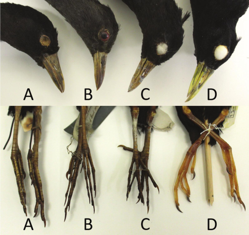 online_BOC's tweet photo. In @online_BOC @MatthewHalley demonstrates the oldest available name for the African Crake (Amaurornis flavirostra) is Rallus niger J. F. Gmelin, 1788; a petition to suppress the senior synonym in the interests of stability will be made to @ZooNom 
#ornithology #Rallidae https://t.co/VhibDuDcfq