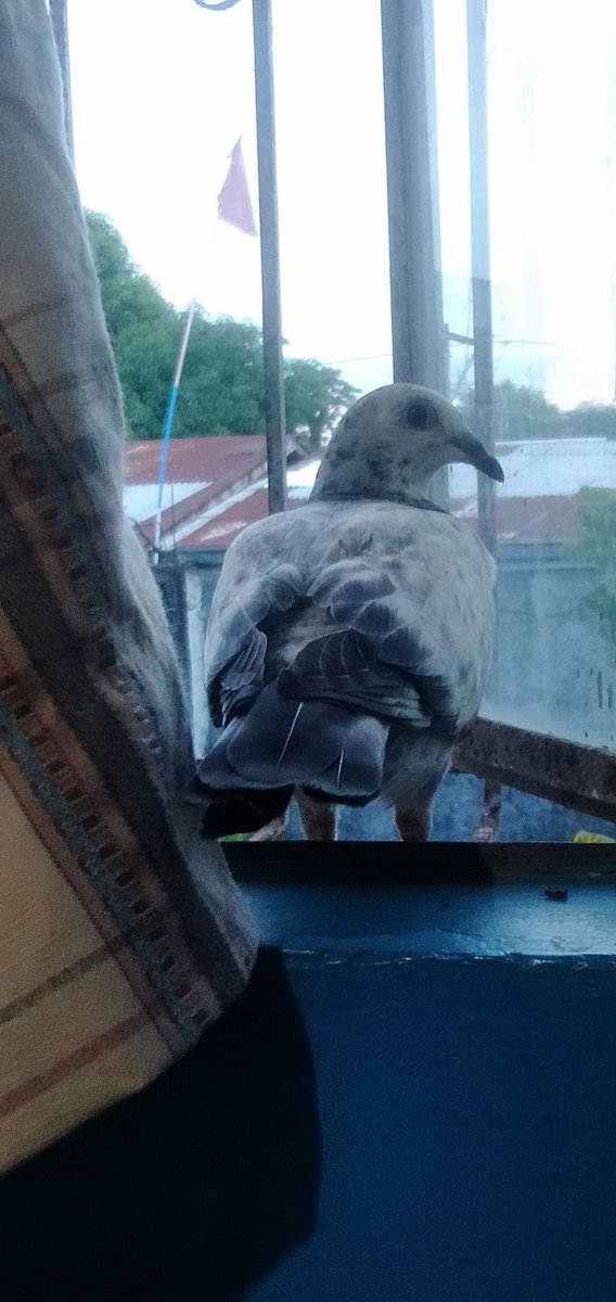 NotBlue13453878's tweet photo. Birb https://t.co/9tnAKaszjY