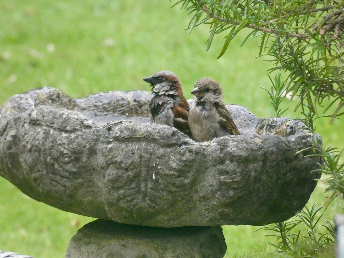 judiththomas4's tweet photo. Love my gang of sparrows, or spuggies as my Scottish friend calls them. They were going a bit mental last night, making use of all feeding and bathing facilities 😆🐥#sparrows #spuggies #birds #TwitterNatureCommunity https://t.co/cL20WkbUV6
