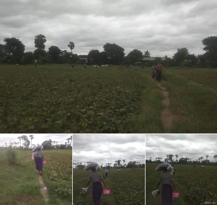 nslwin's tweet photo. DEPAYIN, Sagaing Region:

Villagers from Muu Kam, Suu Tat, Muu Thit, Mi Chaung Ain, Latt Lote villages fled in fear as SAC Terrorists are raiding their villages today morning.

#June19Coup #WhatsHappeningInMyanmar #MilkTeaAlliance https://t.co/0xEJVVP4AE