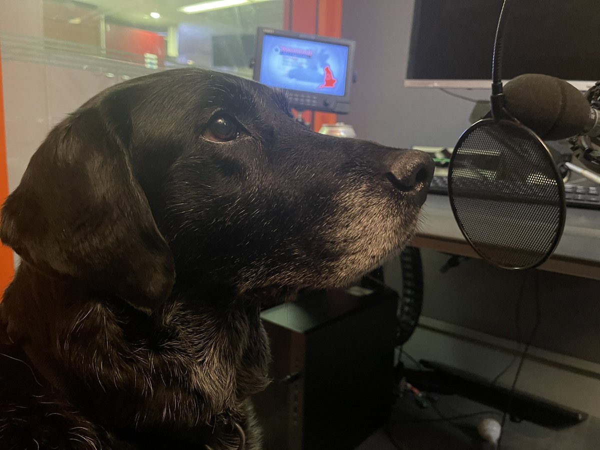 seandilleyNEWS's tweet image. The @BBCNews newshound, @guidedogs Sammy has just shunted me out of the way. He’s heard my voice track for the @BBCBreakfast report I’ve done for this morning and says he thinks he can do a better job.