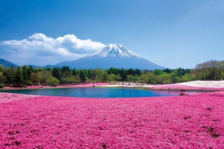 gauthie74757302's tweet photo. Good morning, happy saturday and a beautiful weekend for all, enjoy a pleasant a pleasant day🌸🌺💚💗🤗 https://t.co/emrvIUenuj