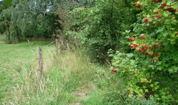 Bewuste keuzes voor Zeeuws voedselbos -  de-faam.nl/nieuws/nieuwsf…