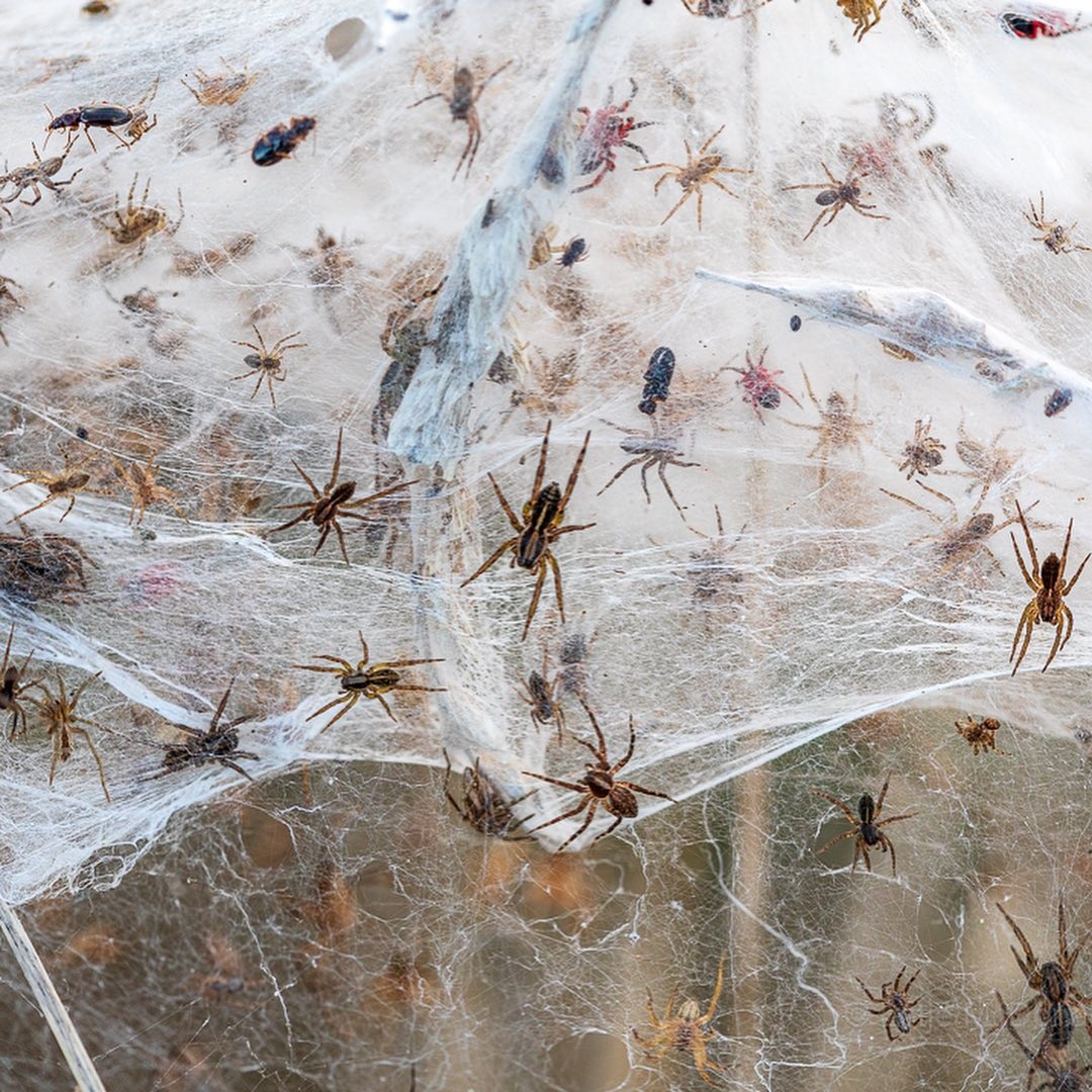 My spidey senses are tingling 🕸

After some heavy rains in Victoria, these spiders are using a process known as ballooning to avoid the floodwaters. This is when spiders throw a silk thread to move through the air at large distances.

Shot by @lotjemcdonald63