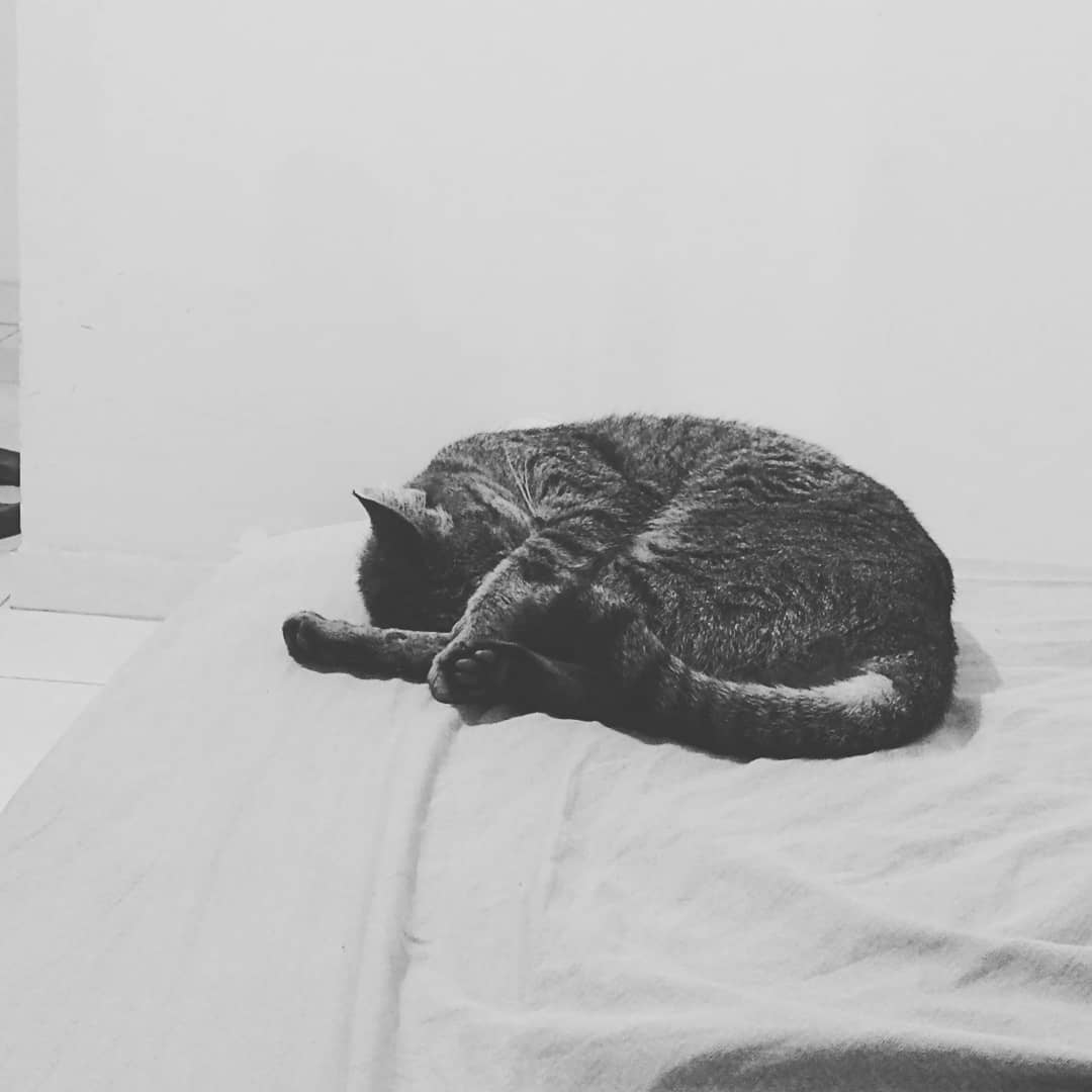 _dahaca's tweet photo. Não dá p acreditar...
Não dá p descrever a falta que você vai fazer...
Obrigado por ter feito parte das nossas vidas... ...
Nunca vamos te esquecer...
Adeus...

Nina... https://t.co/F5iJfRssNe