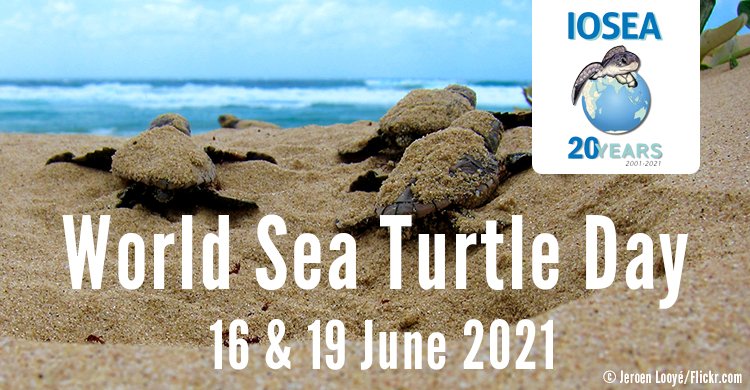 BonnConvention's tweet image. 🔔HAPPENING TODAY! 

Join us in celebrating the 20th anniversary of the IOSEA Marine Turtle MOU #cms_iosea on 19 June 2021 with a full day of streaming of programmes prepared in 19 countries of the IOSEA region. 
 📅 19 June 2021

🔗cms.int/iosea-turtles/…
