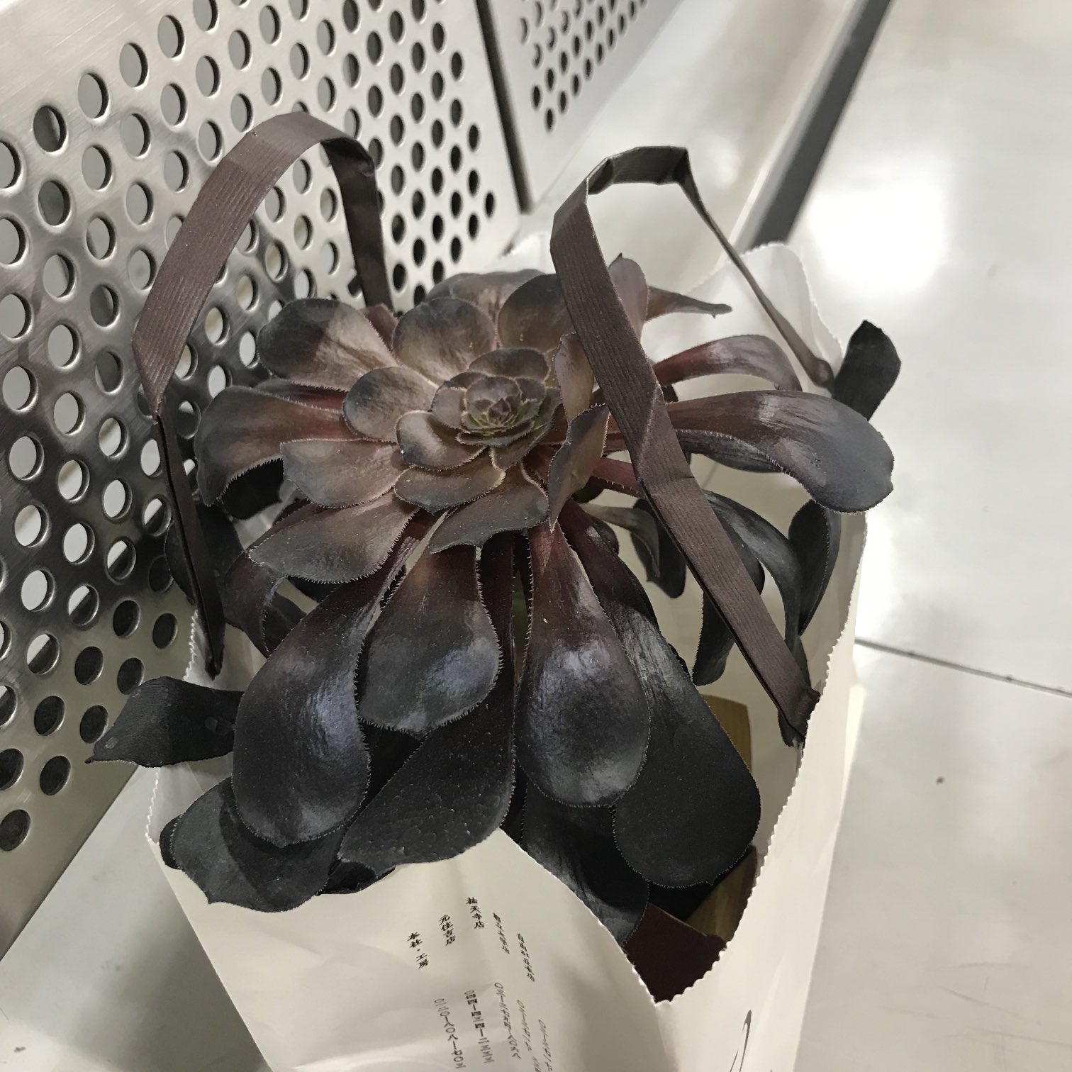 株式会社プロースト アエオニウム黒法師を買ってみました 花言葉は 永遠 良い予感