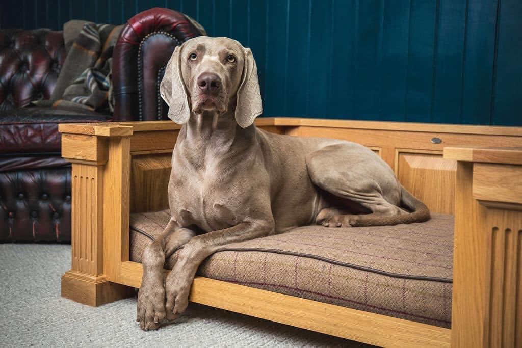 And who wouldn’t sit so proudly on a bed made by @ParkmanGeorge 

You can meet @parkmangeorge at our next Food &amp; Craft Field Fayre on Saturday 26th June, 10am-3pm for the most luxurious beds your pet could ever wish to lay their head! 

Free Entry - Free Parking - No Pre-Booking!