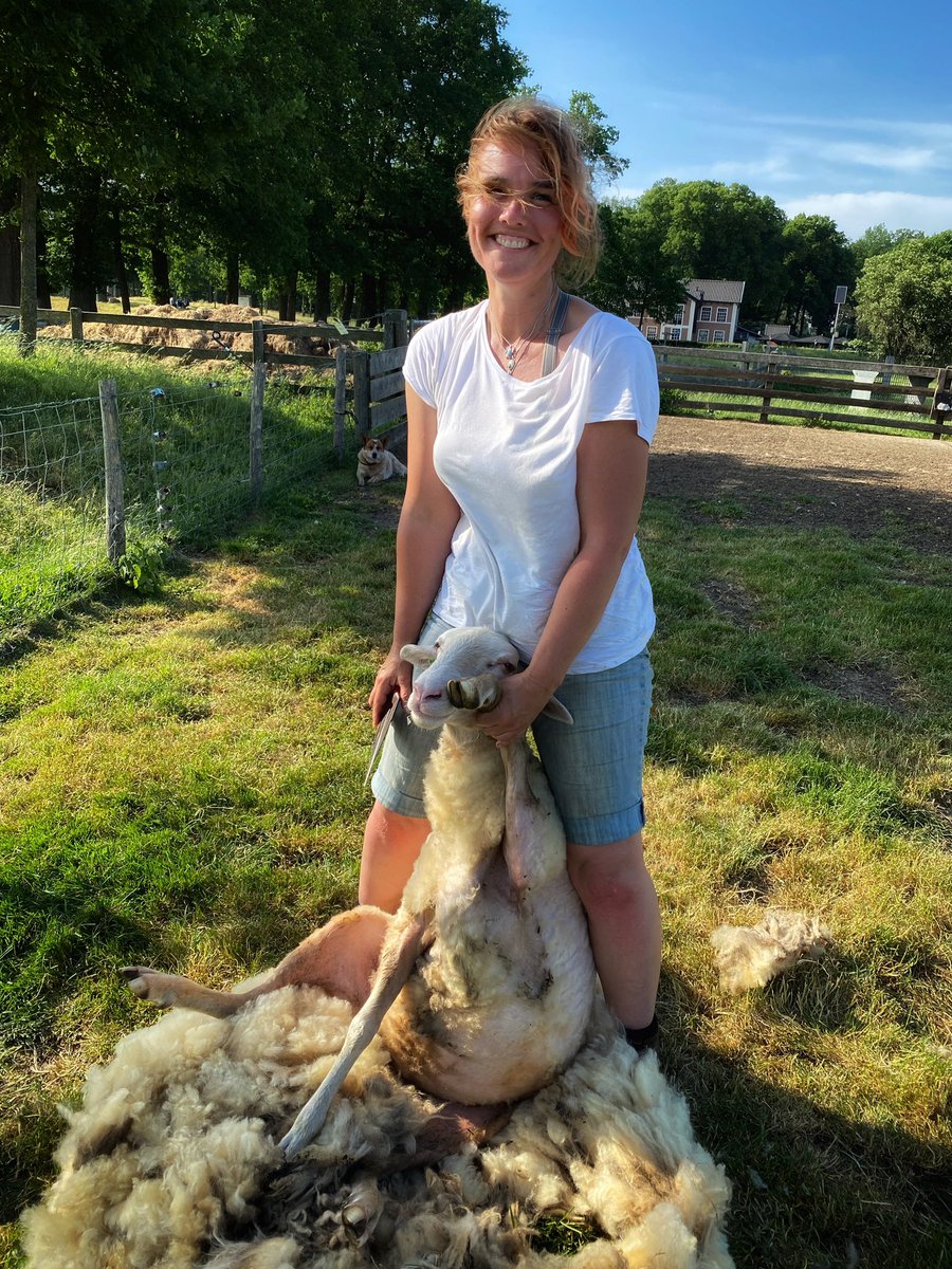 hilda_blanke's tweet photo. Afgelopen donderdag mocht ik weer een dagje helpen bij @Edese_Schapen. Een van de overlopers was de dans ontsprongen tijdens het schaapscheren, dus die mocht ik van haar vacht ontdoen. #veluwsheideschaap #schaapscheren #cattledog https://t.co/kvkiR79hcC
