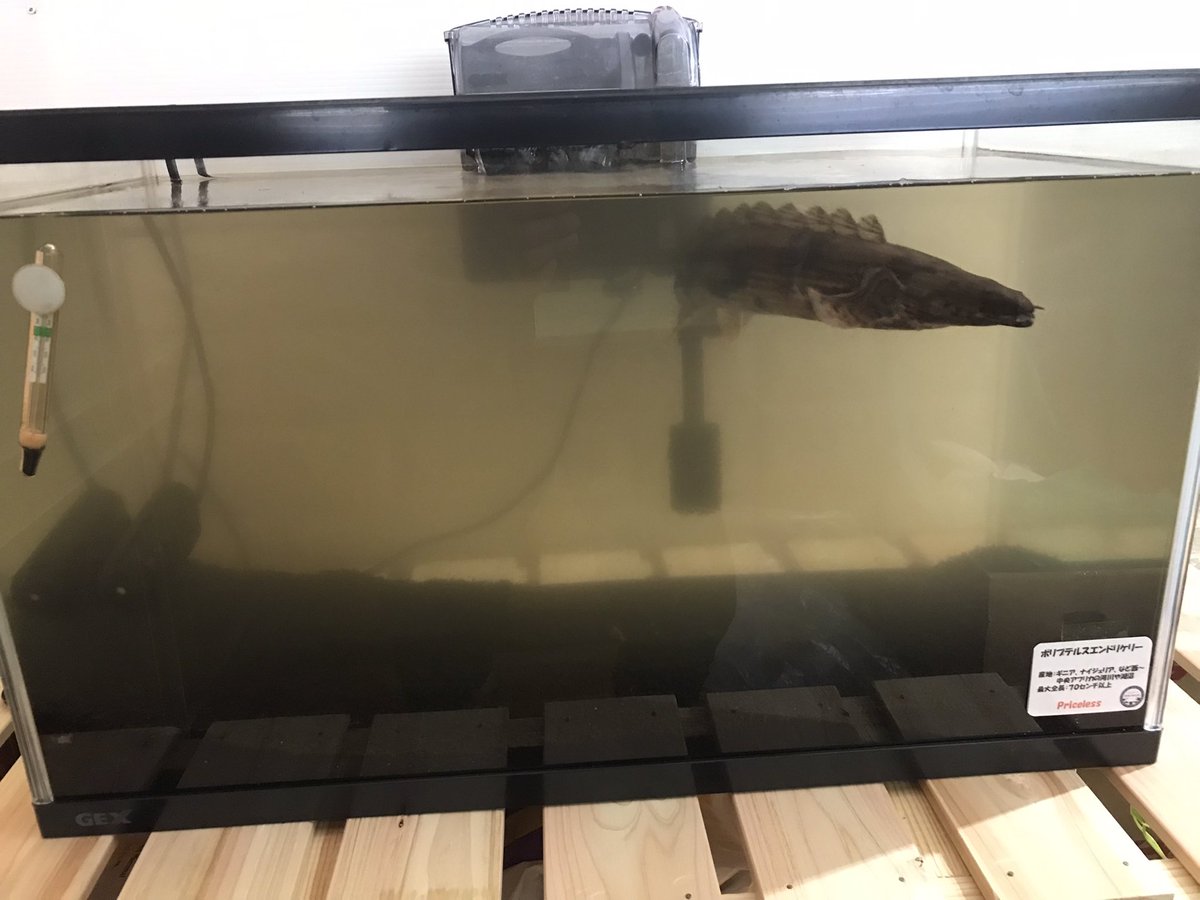 Wildbeetle V Twitter 完全に濾過が間に合ってない 濁りっぱなし 90センチ水槽にしたいから60センチの上部フィルタ買うのはバカらしいし もう少し我慢 Wildbeetle V Twitter 完全に濾過が間に合ってない 濁りっぱなし 90センチ水槽にしたいから60センチの上部フィルタ買うのはバカらしいし もう少し我慢