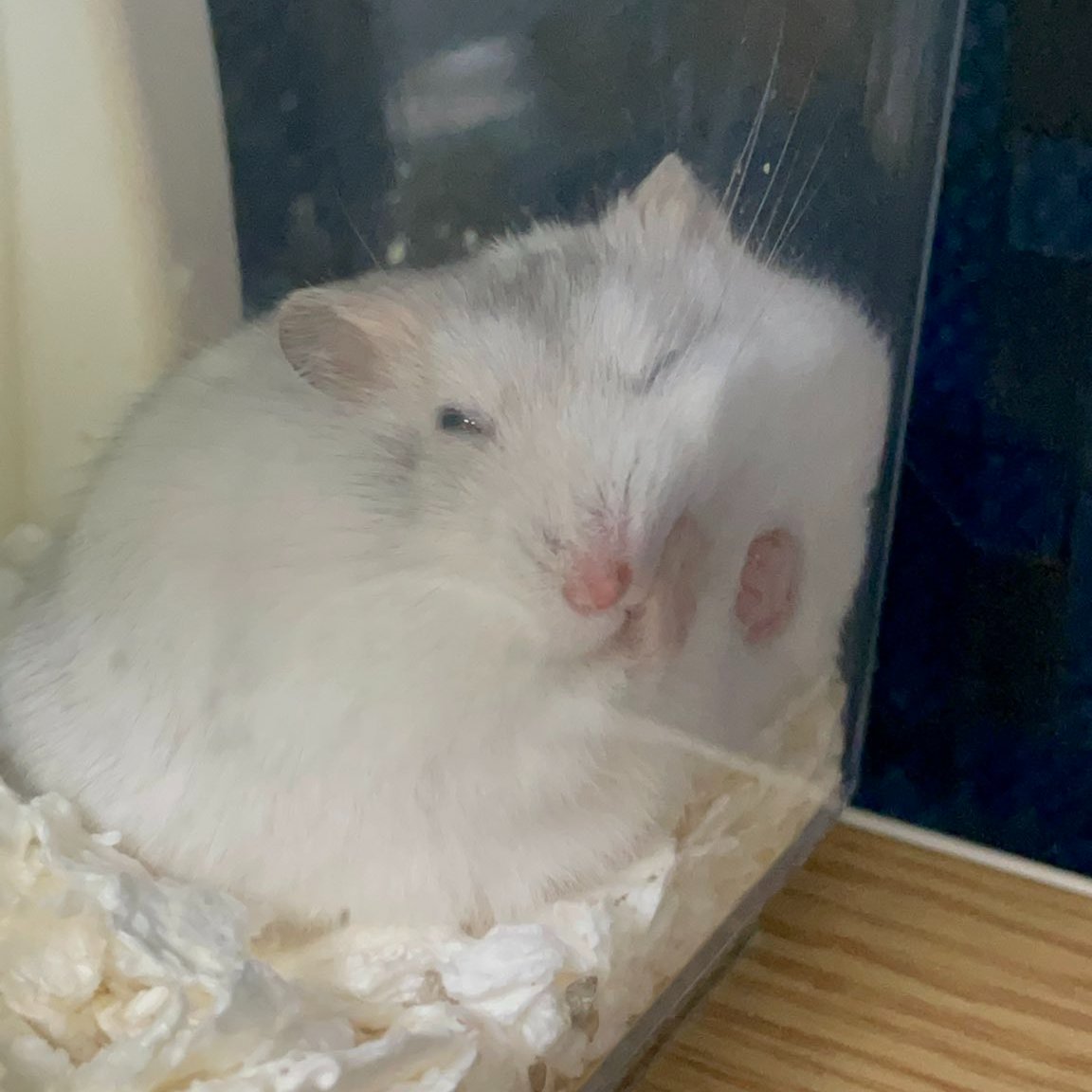 こんばんハムハム～♪

かわいいお手て☆



#ハムスター
#かわいい