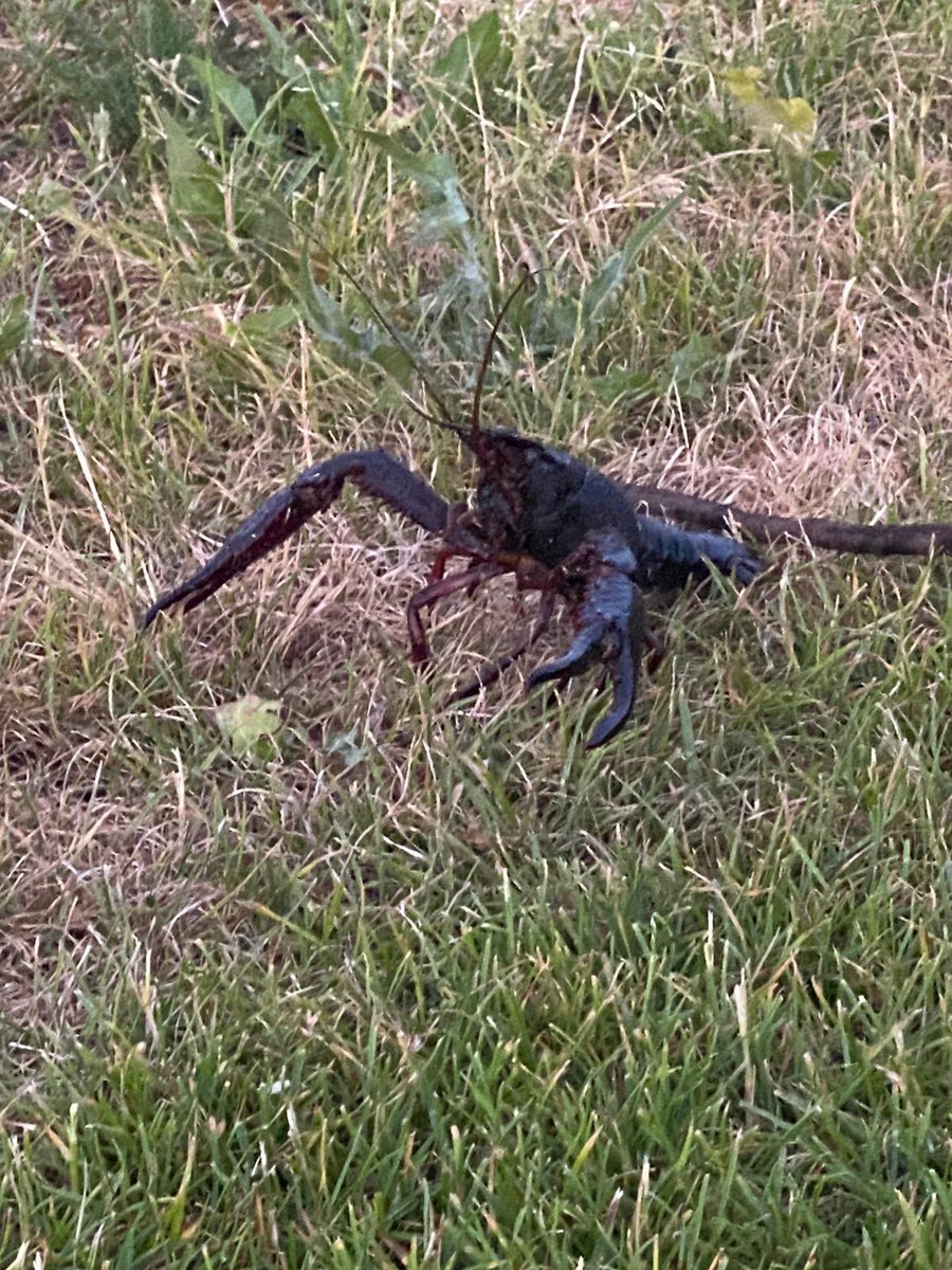 PoortVan's tweet photo. Met zijn 25 cm lengte is deze Amerikaanse zoetwaterkreeft goed uitgerust om ons voetbalveldje te maaien. Geen zorgen, @FonsPotters en @yvonnevoscdavu2 , de Kamsalamander is niet gespot.
#zoetwaterkreeft #isabellaveld https://t.co/afKCHUrkDo