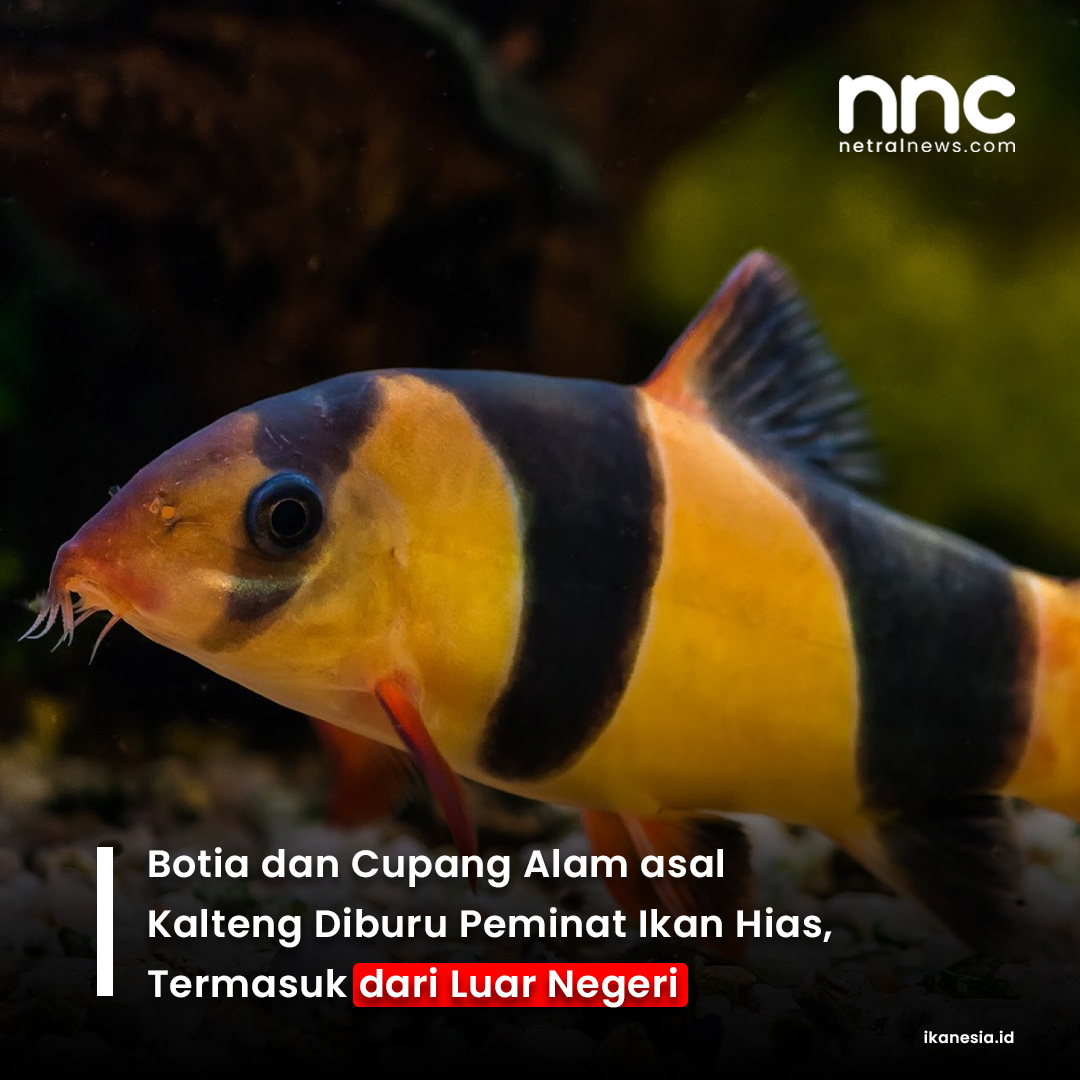 netralnews's tweet photo. Kepala Stasiun Karantina, Pengendalian Mutu dan Keamanan Hasil Perikanan Kelas 1 Palangkaraya Iromo mengatakan sejumlah ikan hias dari Kalimantan Tengah telah tembus pasar luar negeri.

https://t.co/ET3YR0Y18n

#IkanHias #IkanCupang #IkanBotia #EksporIkanHias #NetralNews https://t.co/SWnRJJBmXo
