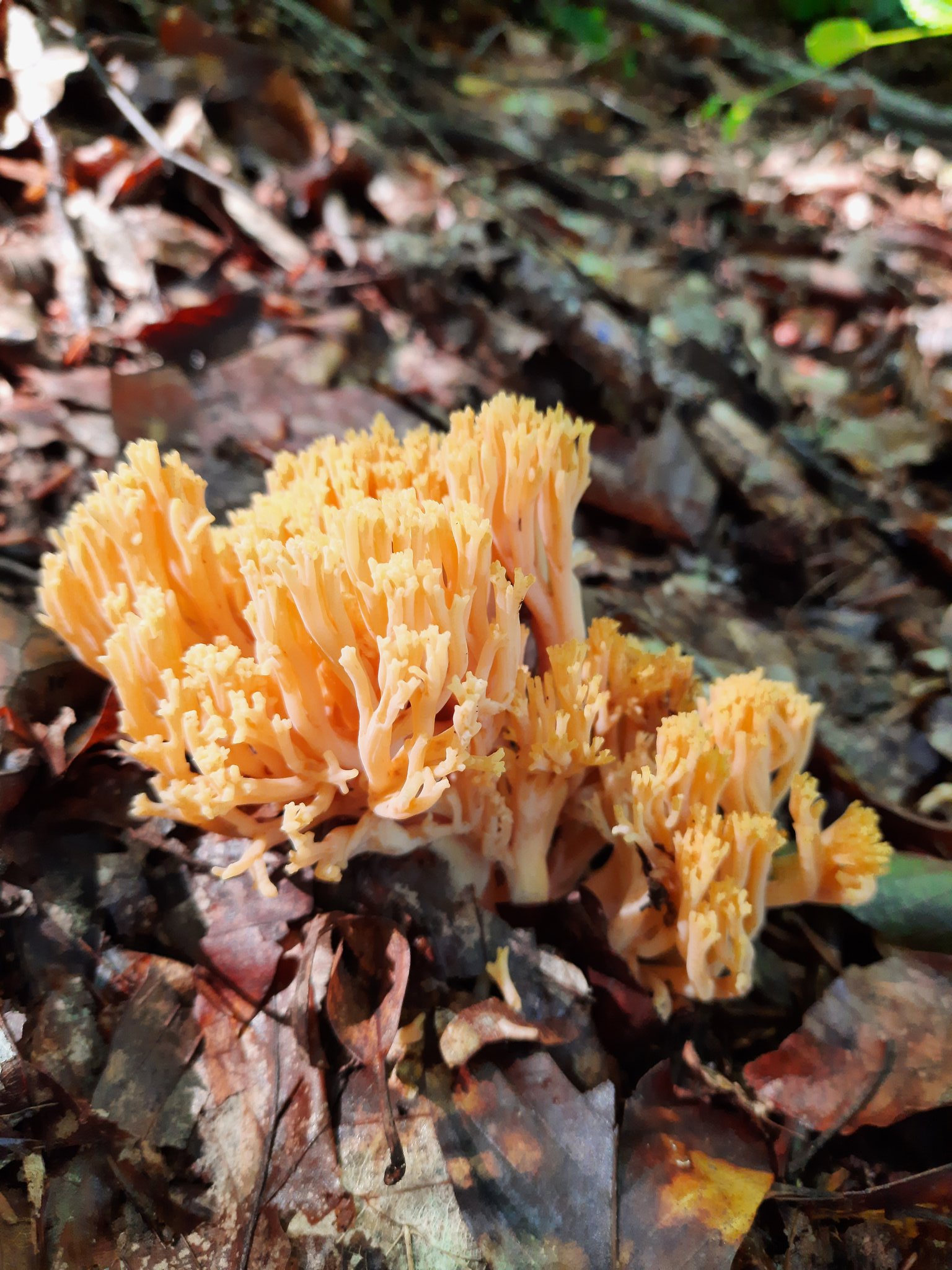 dr canan cetinkaya on twitter trabzon da gelincik parmagi tekirdag da supurgelik mantari olarak da biliniyormus twitter
