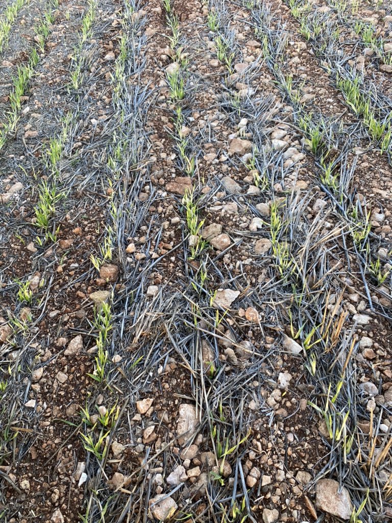 Max Young tweet media