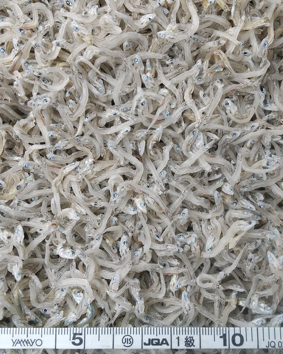 土佐しらす屋 中田遊亀商店 Tosasirasuya Twitter