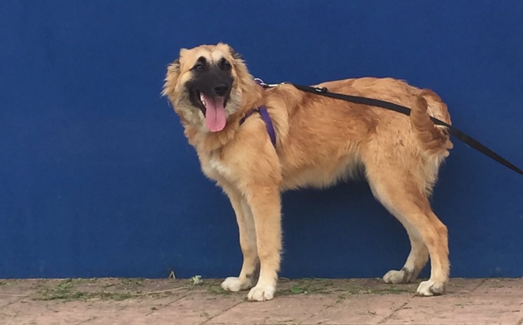 ProtectoraAstur's tweet photo. Los sábados son días de muchos paseos en el #Refugio de #LaProtectora Bimba ya está lista con su arnés y correa larga para salir a pasear #adopta https://t.co/F8SpiZluH1