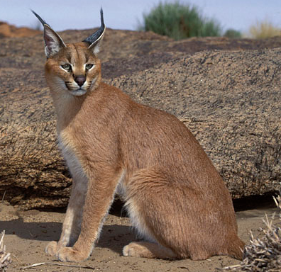 cronicasdefauna's tweet photo. El caracal (Caracal caracal) es un felino en el que se reconocen 3 subespecies:
-Caracal del sur (C.c.caracal): África oriental y meridional
-Caracal del norte (C.c.nubicus): África del norte y Sahel
-Caracal asiático (C.c.schmitzi)
¿Quieres saber más? https://t.co/0RbJjfV1G3 https://t.co/UOcsG6UIYb