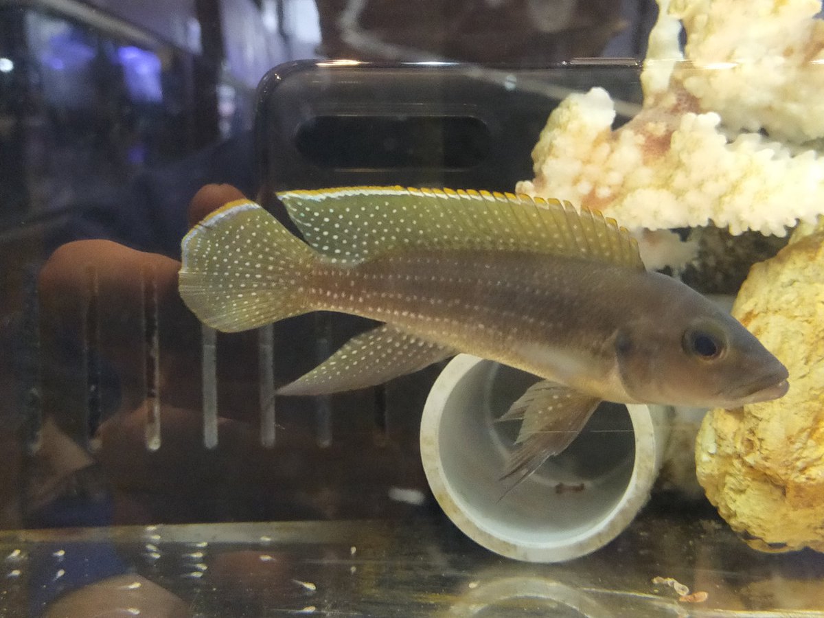沖縄水族館 牧志本店 Okisuimakishi Twitter 沖縄水族館 牧志本店 Okisuimakishi Twitter