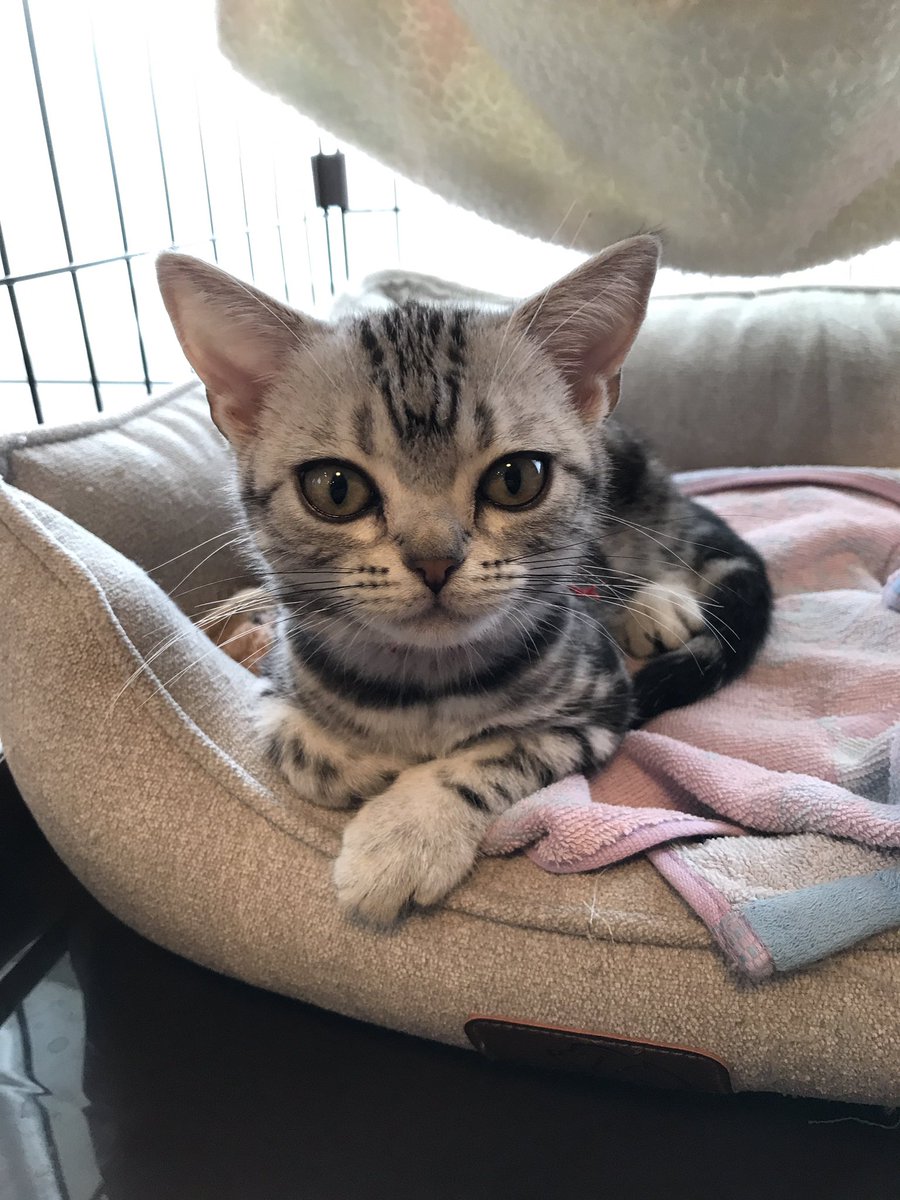 AshSery's tweet photo. これから病院に行く事を知らされていない、余裕の子猫がこちらです。 https://t.co/FyEIQXNas9