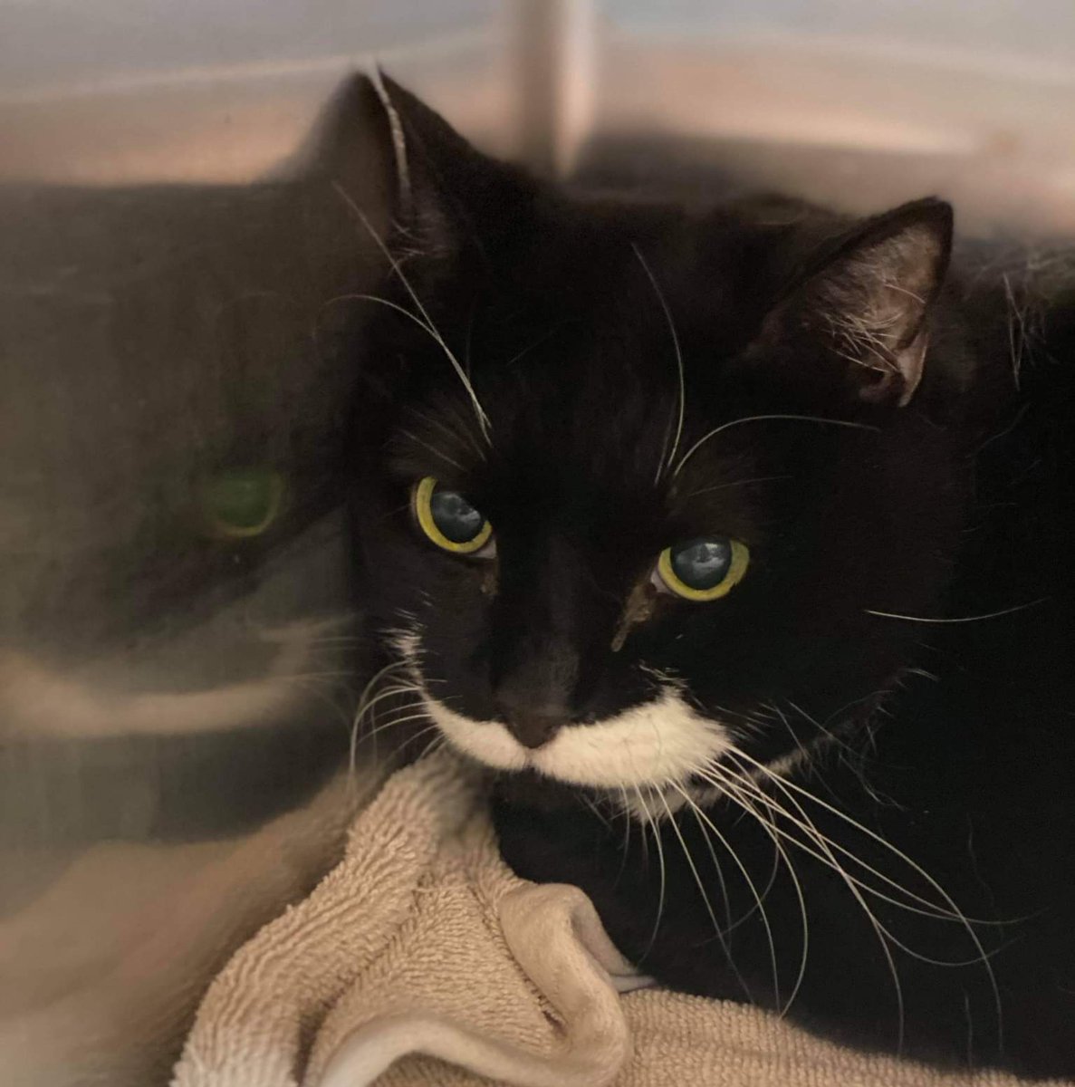 PeterAskin1's tweet photo. Gorgeous tuxie kitty "Eldora" ID 629802 at the #CobbCounty shelter in #MariettaGA is a sweet girl of senior years tossed into the shelter! Needs a retirement home!  Call (770) 499-4136 to arrange a meet (or book online - link below)! Pledge! URGENT!
https://t.co/oKzBW5u3UY https://t.co/whNKq7lEbD