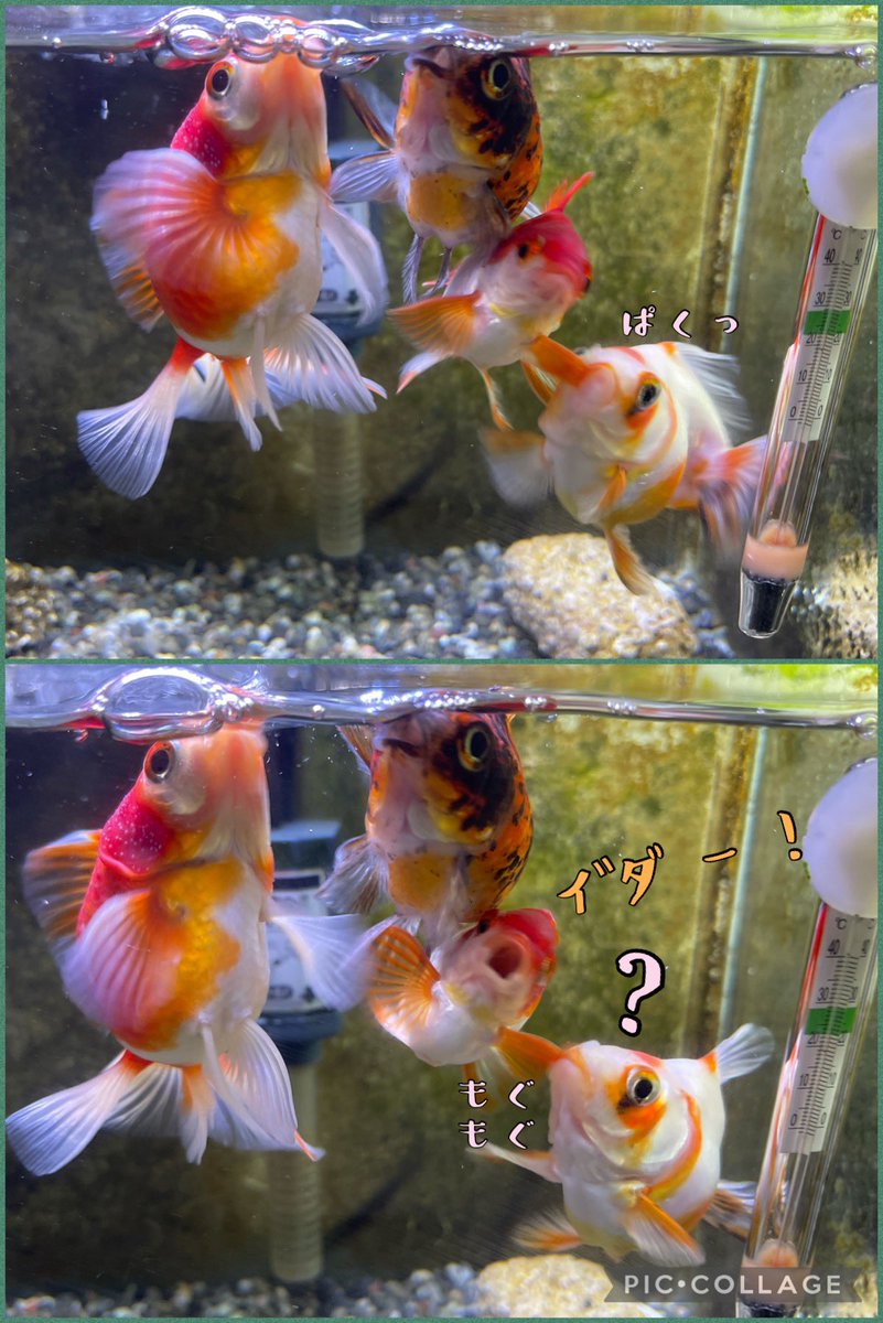 ya2_ya_ya_ya2's tweet image. ひさしぶりすぎてビビのおてて食べちゃうジンジャー