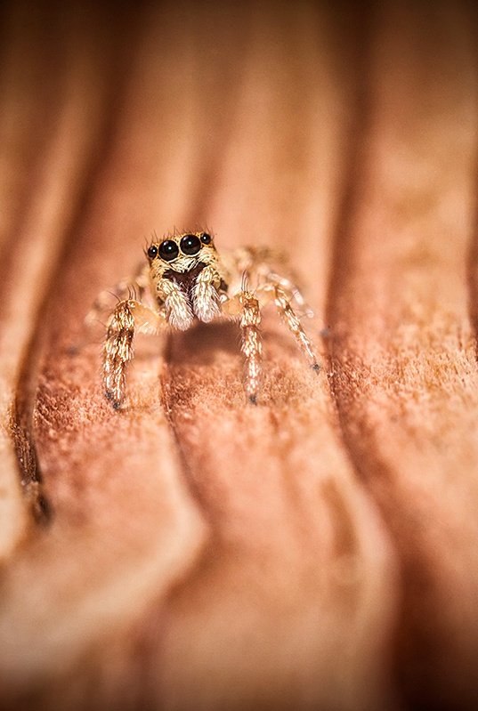 Don't tell me it's Saturday again and you're back here with that camera! 🤭📸🕷 #nikon #nikonphotography #photo #Macro #photography #NaturePhotography #nature #Saturday #photographer #spiders #photooftheday #weekend @NikonEurope @ThePhotoHour @MacroHour @AP_Magazine @nikonians