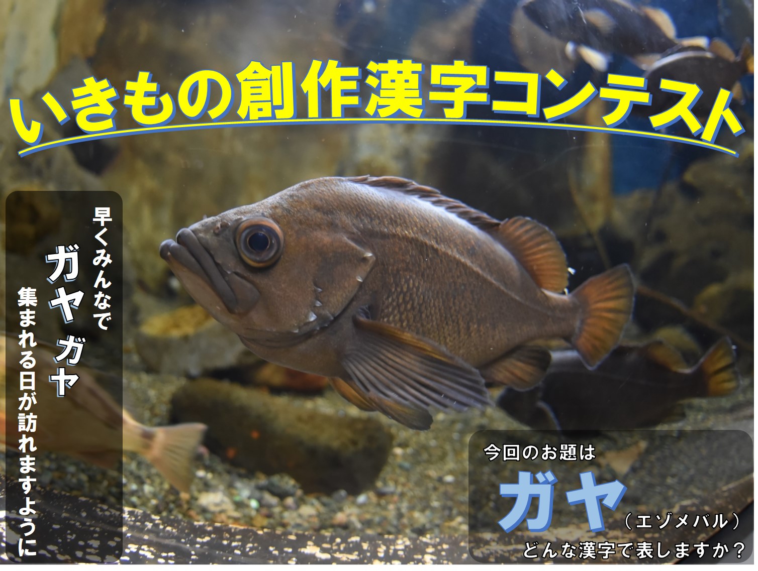おたる水族館 ガヤという魚を漢字で書くと あれっ ネットで調べてみよう と思った そこのあなた せっかくなら おうち時間を活用して オリジナル漢字を創作してみませんか おたる水族館 いきもの創作漢字コンテスト は明日〆切