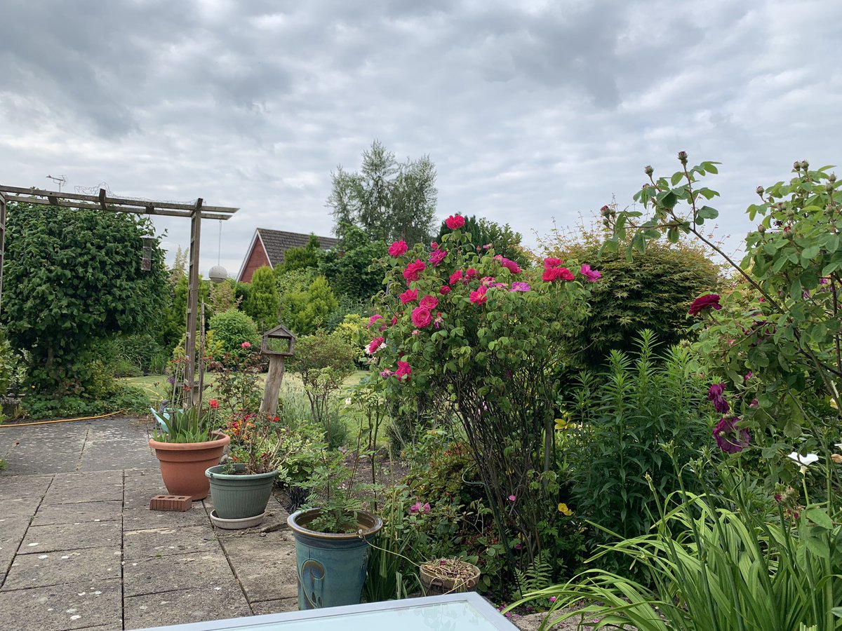 Lovely to be able to have breakfast outside at parents house in Chester. 
#gardenenvy