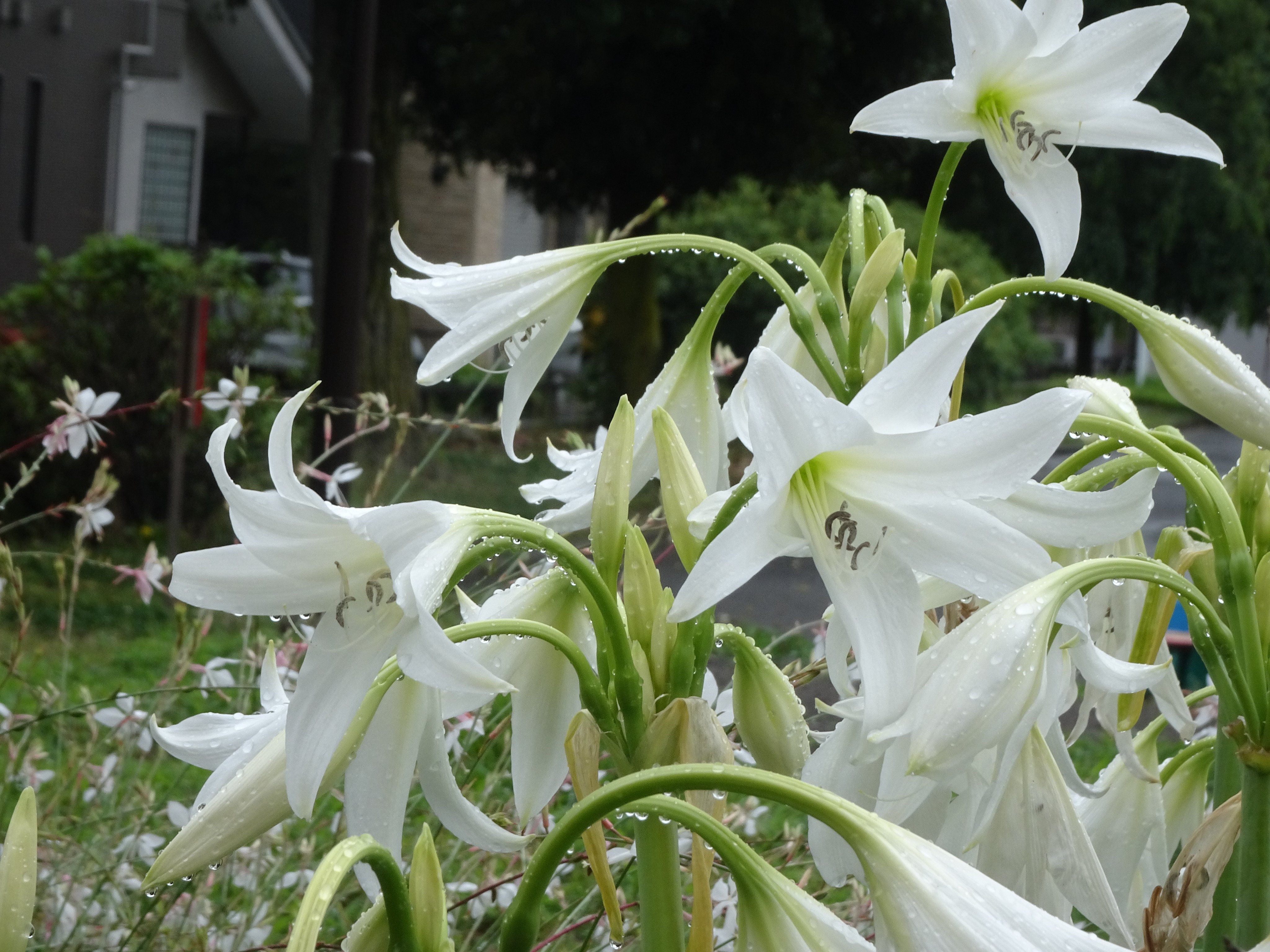 望美 アフリカハマユウ ユリっぽい花が沢山雨に濡れていました 葉っぱが百合っぽくないので調べたらアフリカハマユウみたいです T Co J6w2c6ue19 Twitter