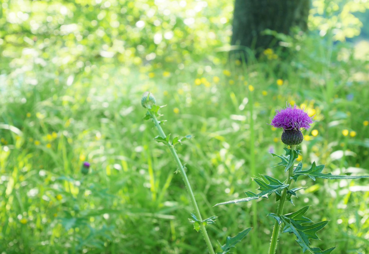 花 A Twitter 山には山の愁 うれ いあり 海には海の悲しみや まして こころの花ぞのに 咲きし あざみ の花ならば あざみの歌 今日の誕生花 ノアザミ 花言葉 権利 4時 ｱｻﾞﾐ ﾅｴ Tlを花でいっぱいにしよう