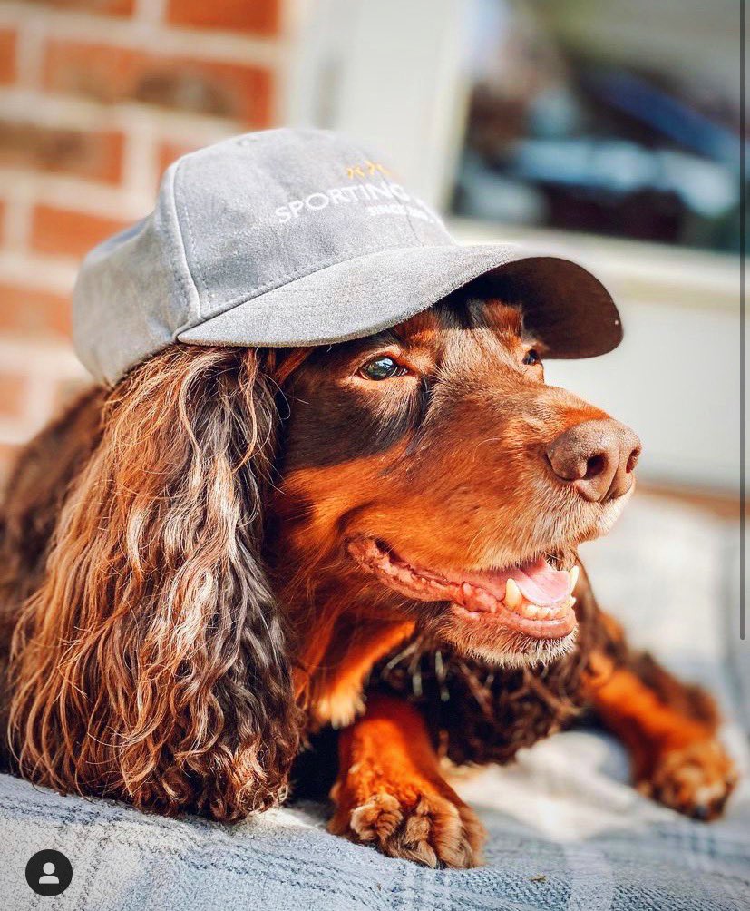 Sporting Hares® tweet media